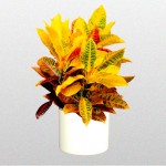Croton Petra