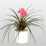 Bromeliad – Cyanea