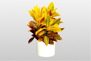 Croton Petra