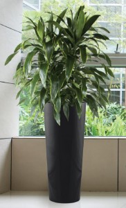 Phoenix Tall Vase