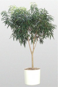 Ficus 'Alii'