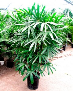 Lady Palm