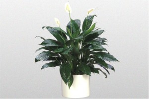 Peace Lily - Taylors Green